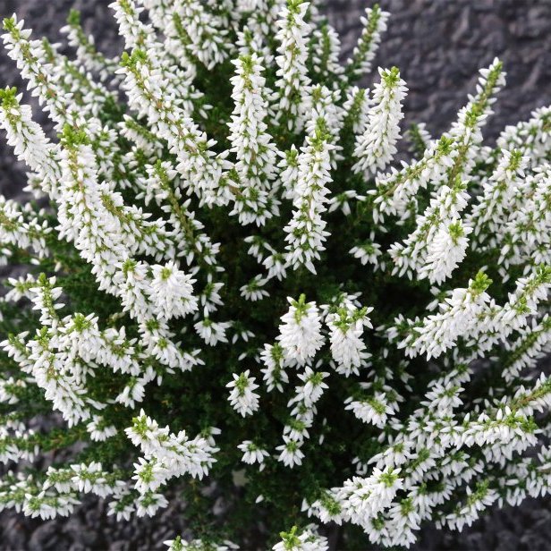 Calluna - hvít