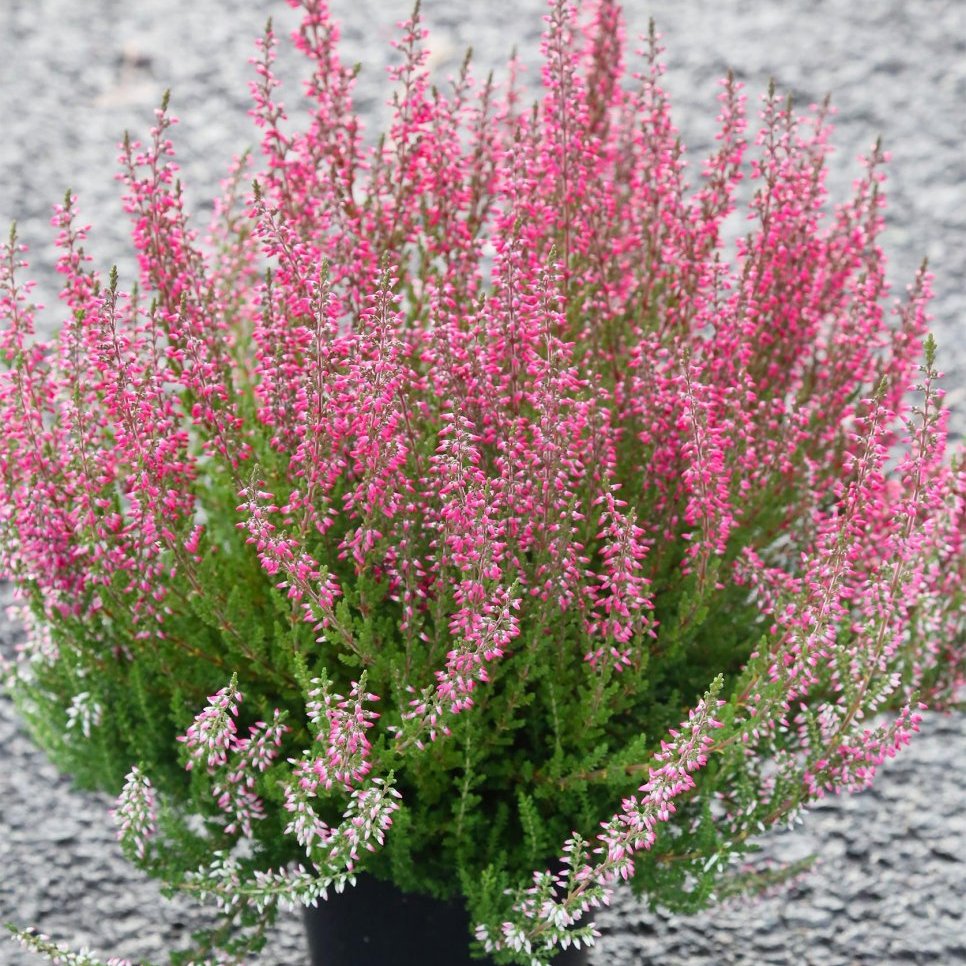 Calluna - dökkbleik, 2. stk.