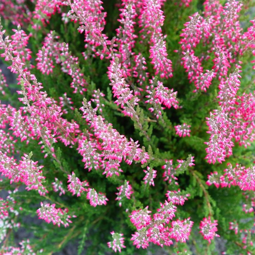 Calluna - dökkbleik, 2. stk.