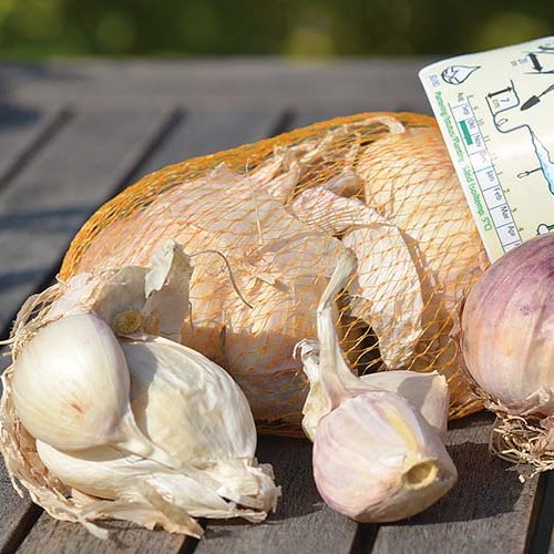 Therador hvítlaukur