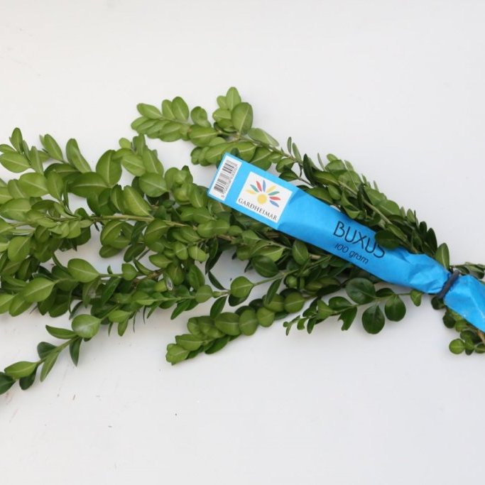 Sígrænt búnt - Buxus
