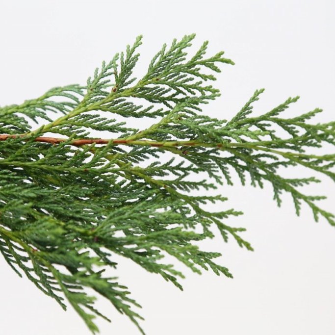 Sígrænt búnt - Cypress