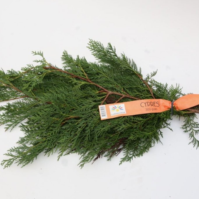 Sígrænt búnt - Cypress