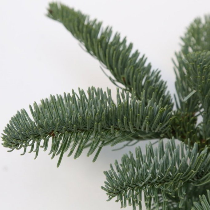 Sígrænt búnt - Nobilis