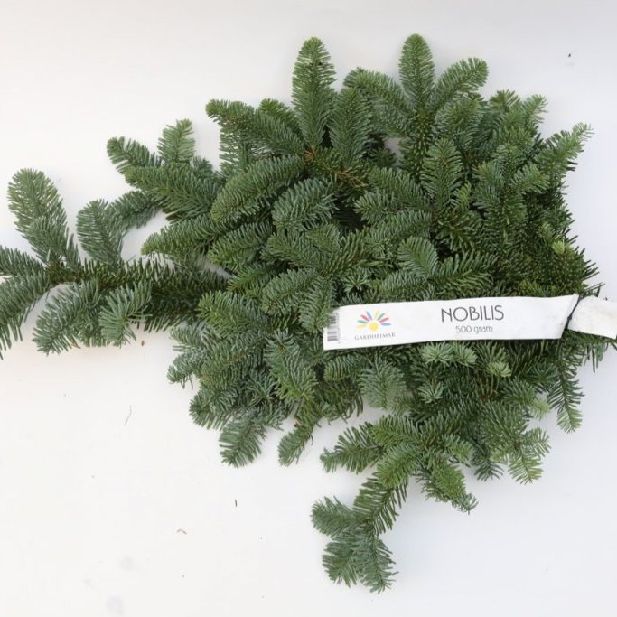 Sígrænt búnt - Nobilis