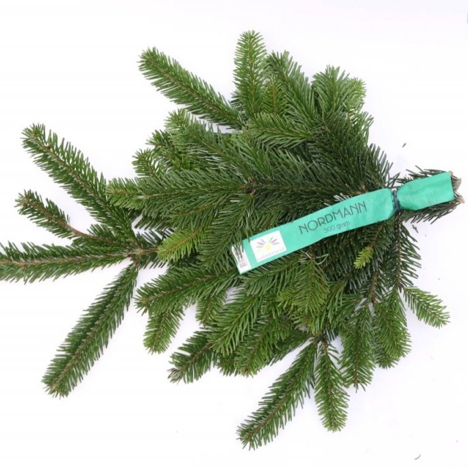 Sígrænt búnt - Nordmannsþinur