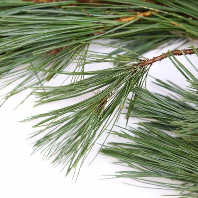 Sígrænt búnt - Silkifura