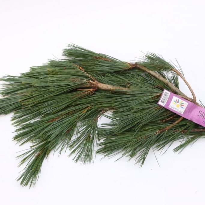 Sígrænt búnt - Silkifura