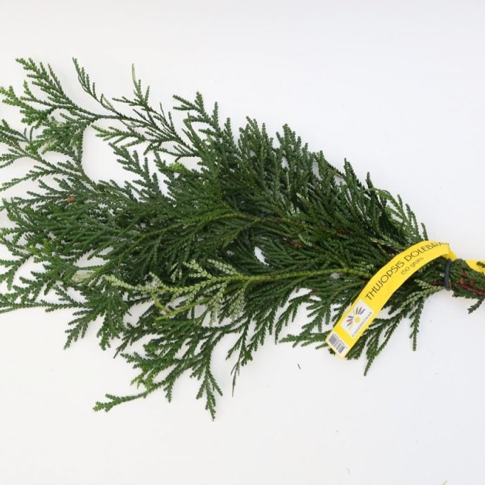 Sígrænt búnt - Thujopsis dolebrata