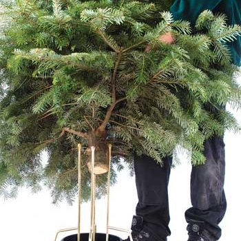 Jólatrésstandur - Quickstand