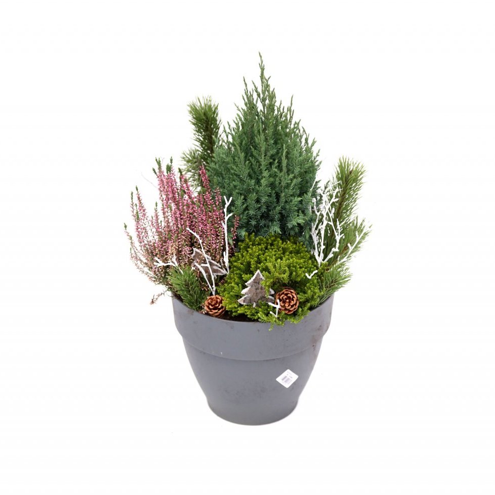 Útiskreyting með sýprus