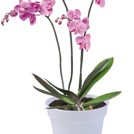 Green basic orkideupottur frá Elho - glær