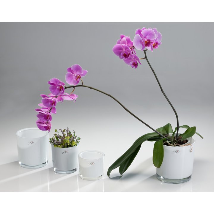 Orkideupottur Sandra Rich - hvítur