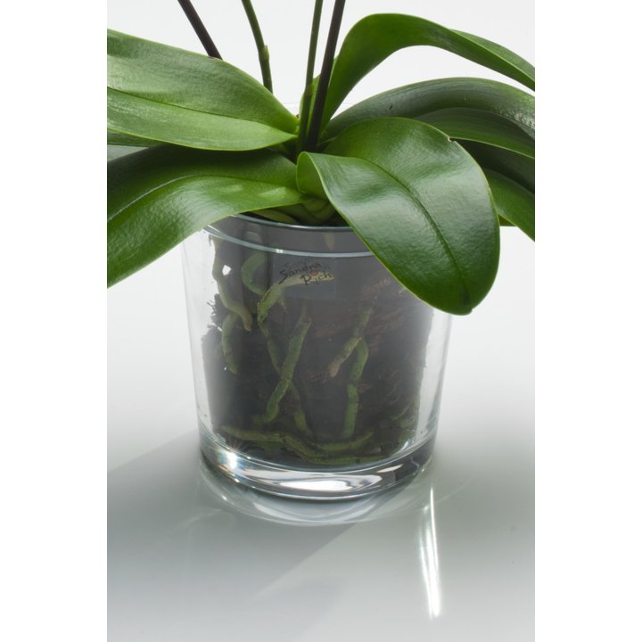 Orkideupottur frá Sandra Rich - glær