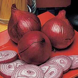 Rauðlaukur - Onion