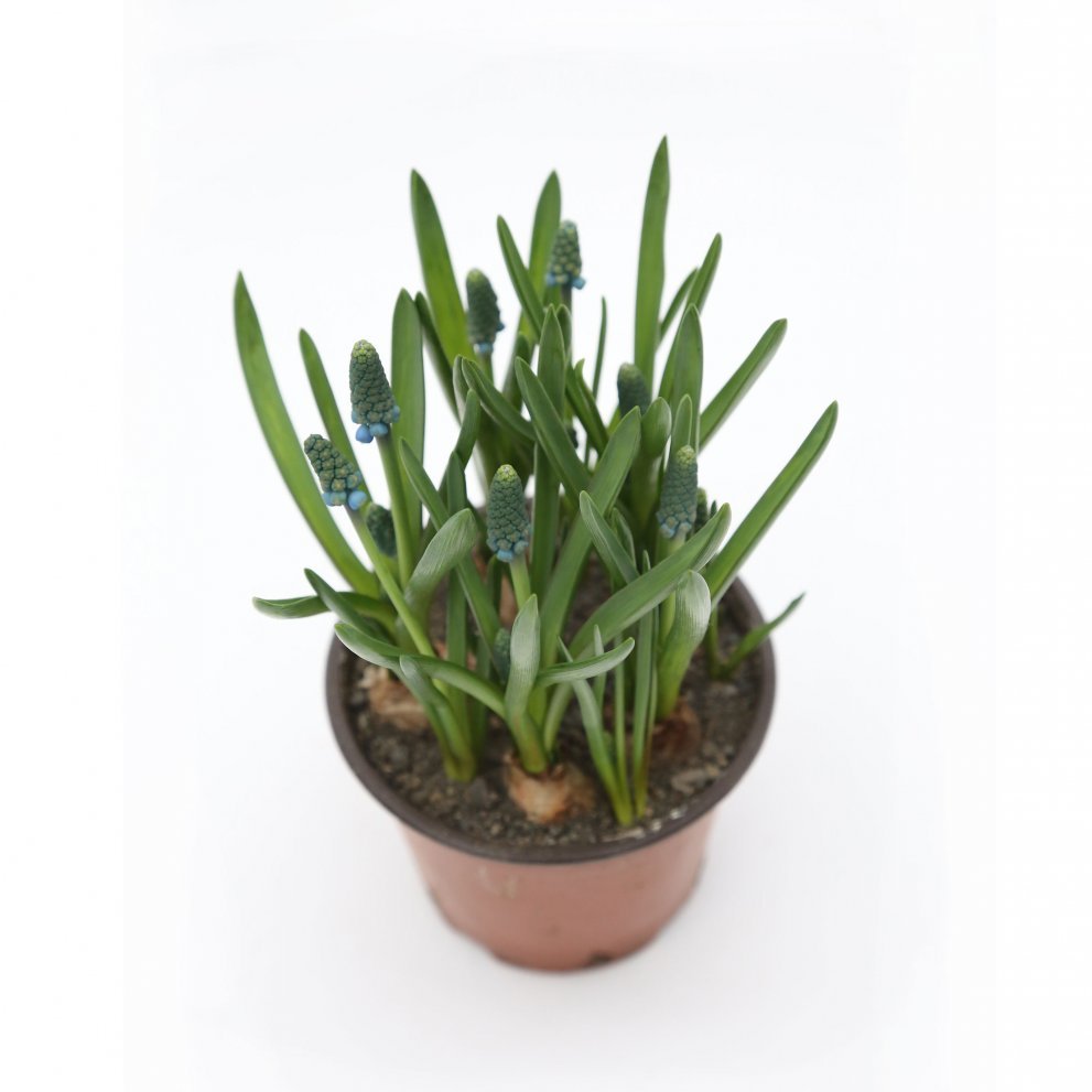 Perluliljur - Muscari