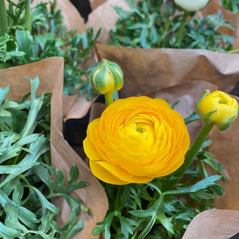 Ranunculus