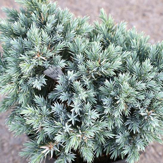 Himalajaeinir ´Blue Carpet’