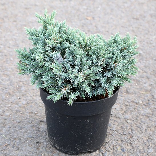 Himalajaeinir ´Blue Carpet’