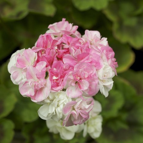 Mánabrúður - Pelargónía