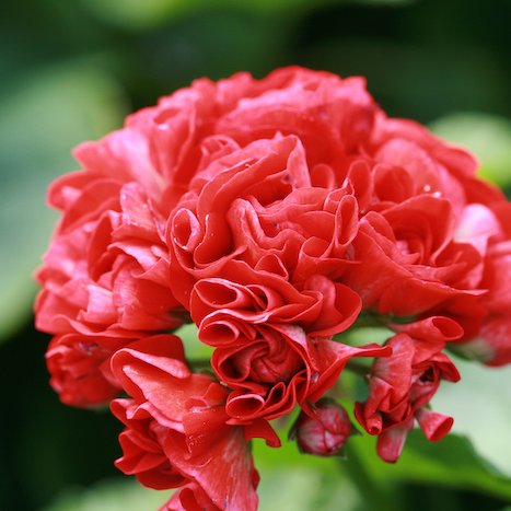 Mánabrúður - Pelargónía