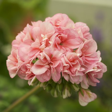 Mánabrúður - Pelargónía