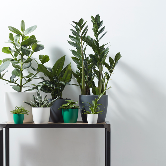 Brussel plastpottar - hvítir