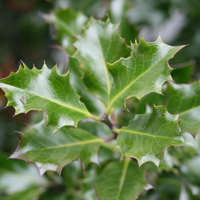 Kristþyrnir ‘Blue Angel’