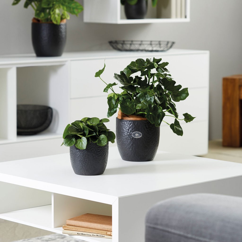 Boston - steingrár hamraður