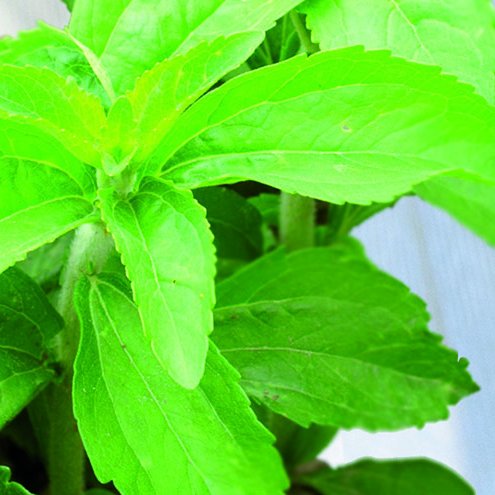 Stevia
