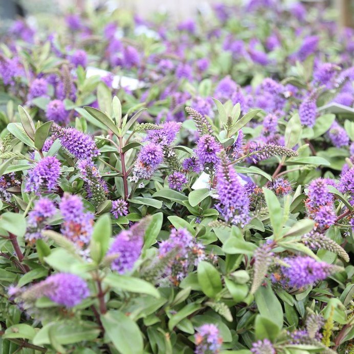 Hebe Donna - blómstrandi