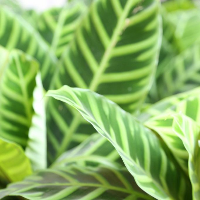 Calathea