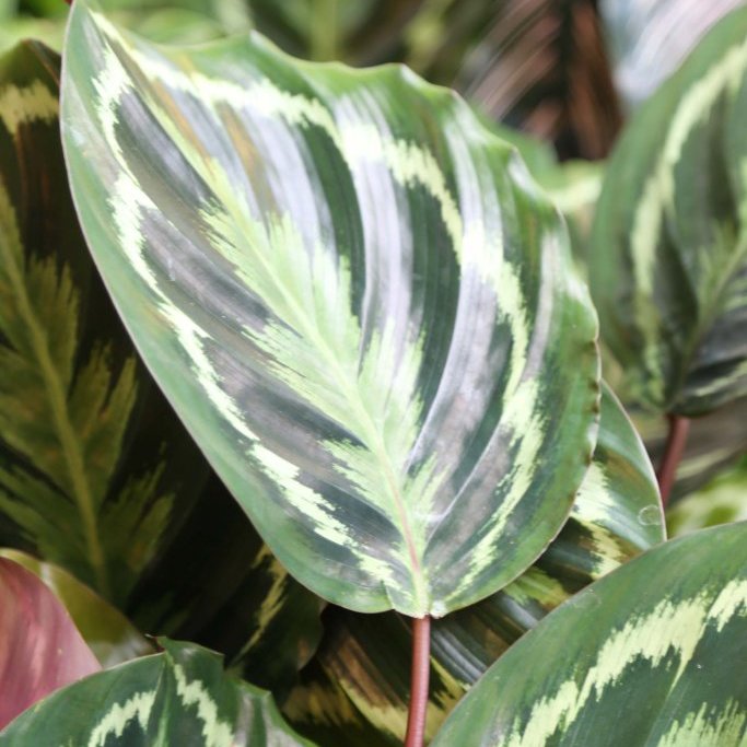 Calathea