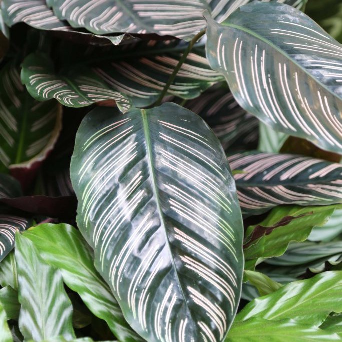 Calathea