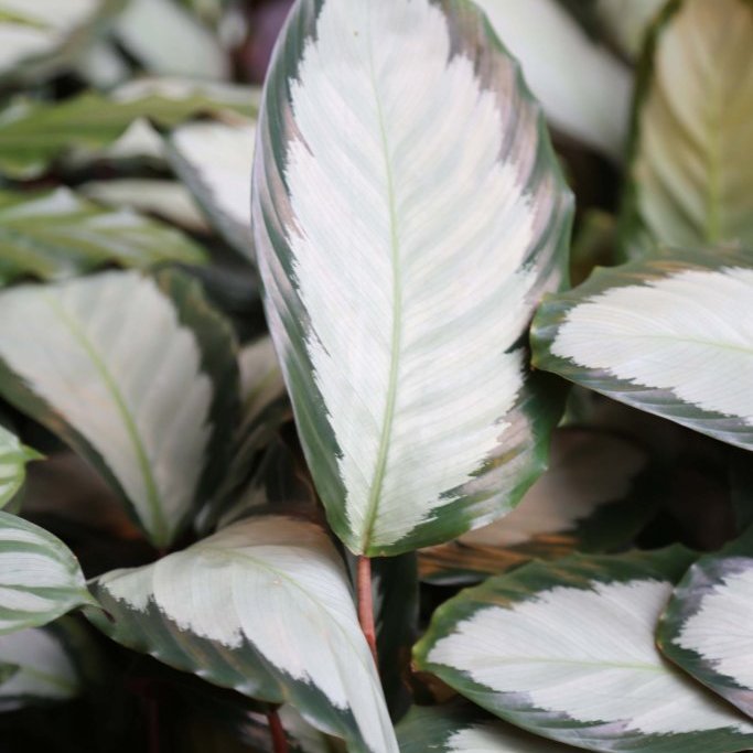 Calathea