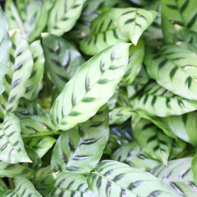 Calathea