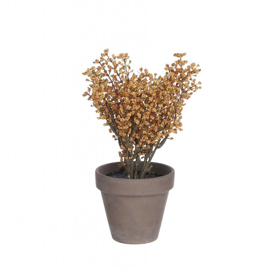 Astilbe orange í potti