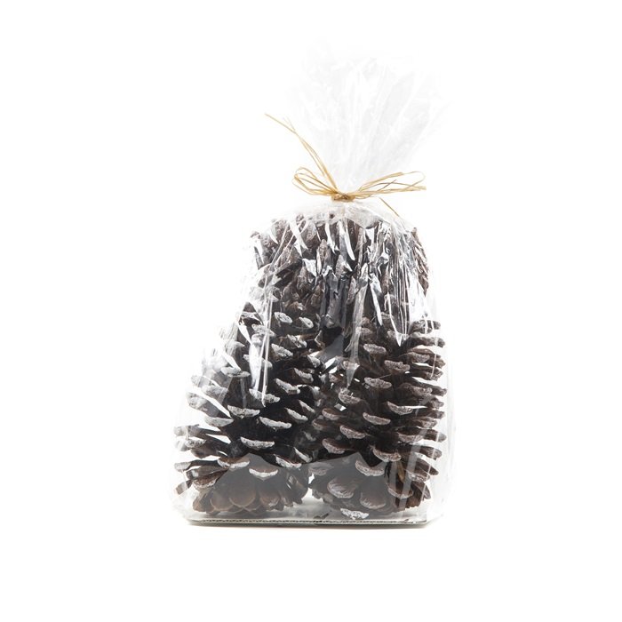 Furukönglar, stórir með snjó