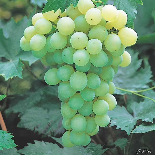 Vitis vinifera 'Lakemont' vínberjarunni