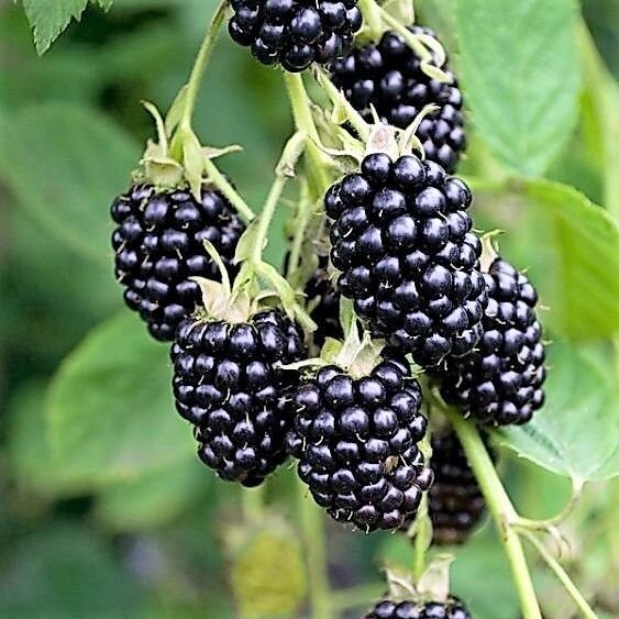 Rubus 'Black Satin'