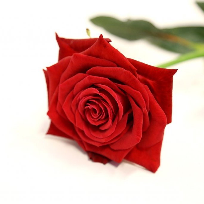 Stök rós 60 cm - innpökkuð