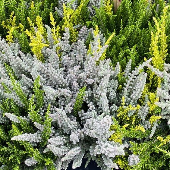 Calluna trio girls - þrír grænir litir