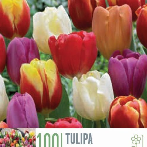 Túlípanar - blandaðir litir