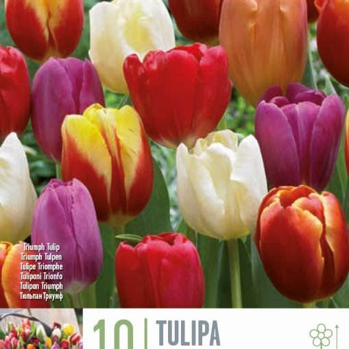 Túlípanar - blandaðir litir, 10 stk