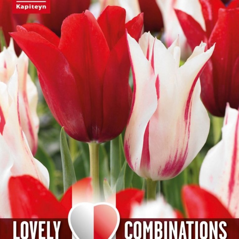 Túlípanar Lovely combination - rauðir og hvítir, 15 stk