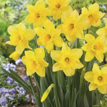 Páskaliljur Carlton - gular, 5 stk