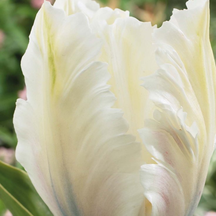 Túlípanar White Parrot - hvítir, 6 stk