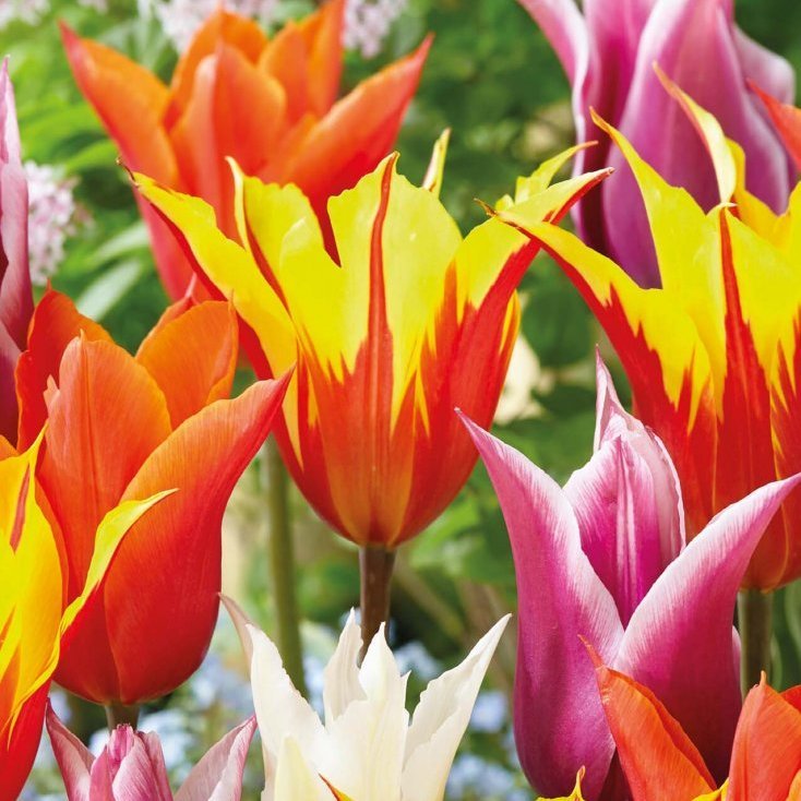 Túlípanar mixed - blandaðir, 8 stk