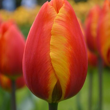 Túlípanar Apeldoorn’s Elite - appelsínugulir, 25 stk