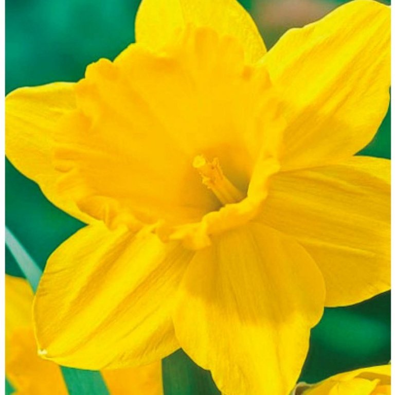 Páskalilja Carlton - gular, 5 stk